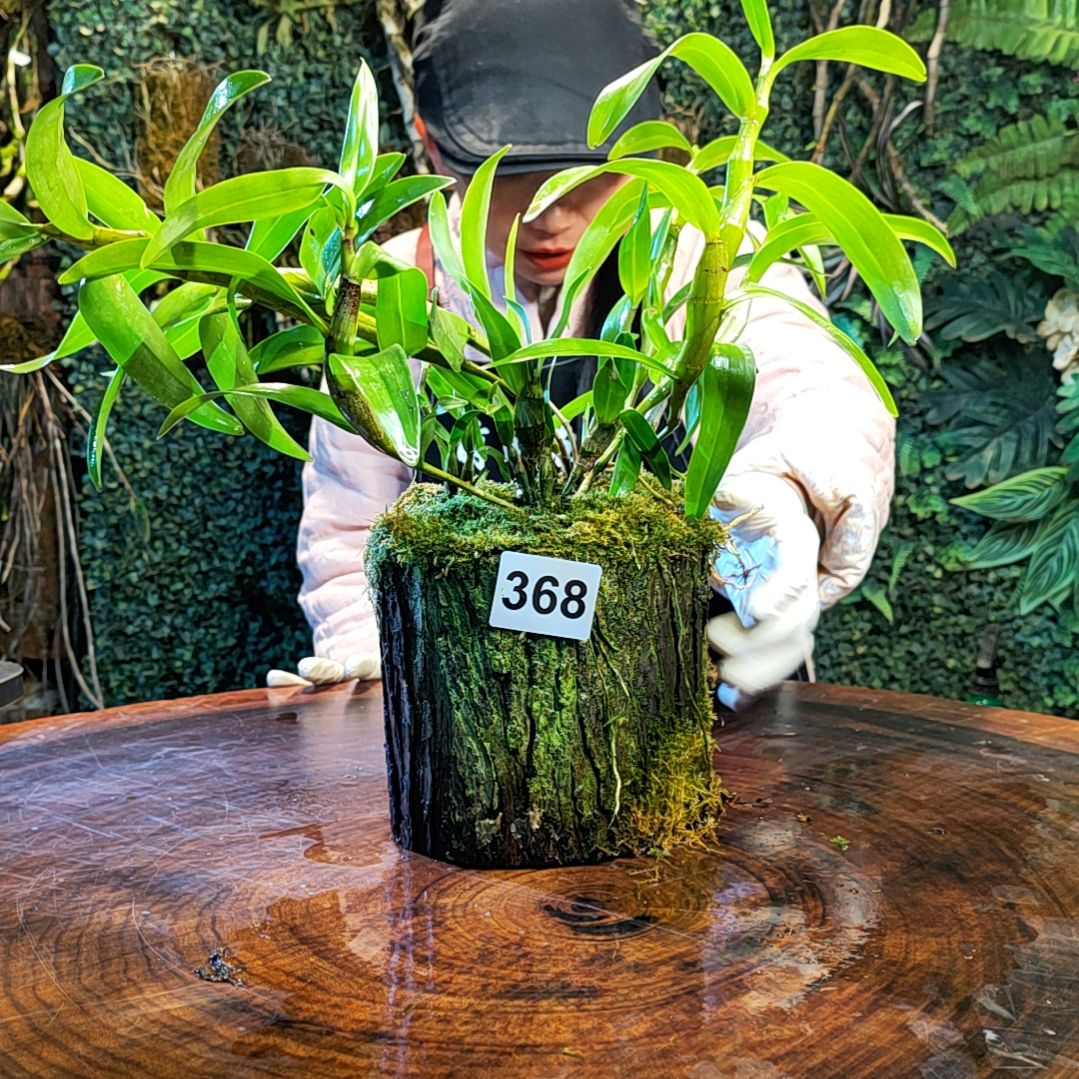 【闪购商品】368扭瓣花花