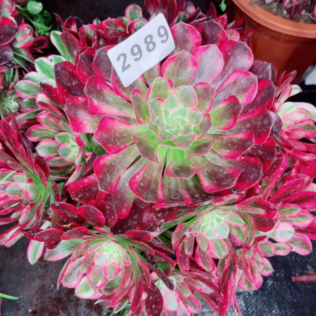 天合多肉发货发货