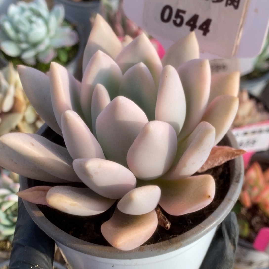 544奥普锦锦锦锦锦锦