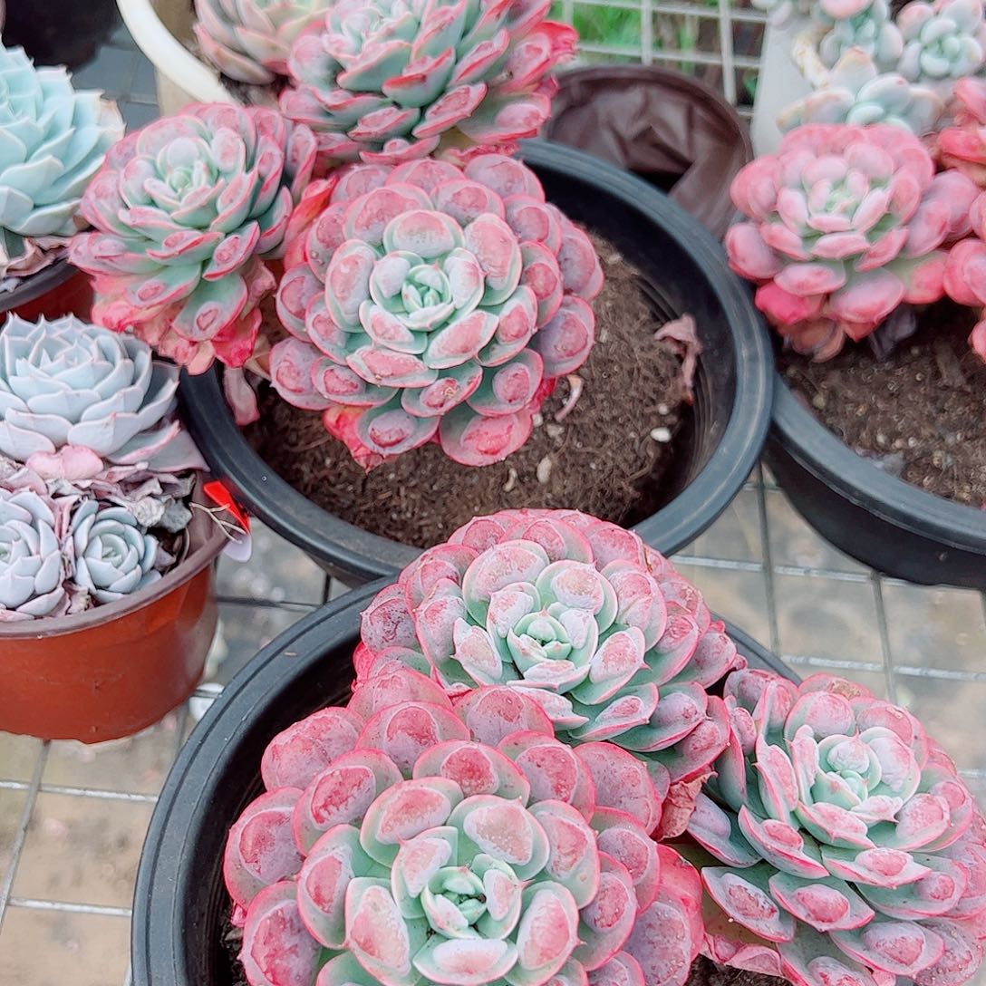 雨滴多头群生老桩特价160