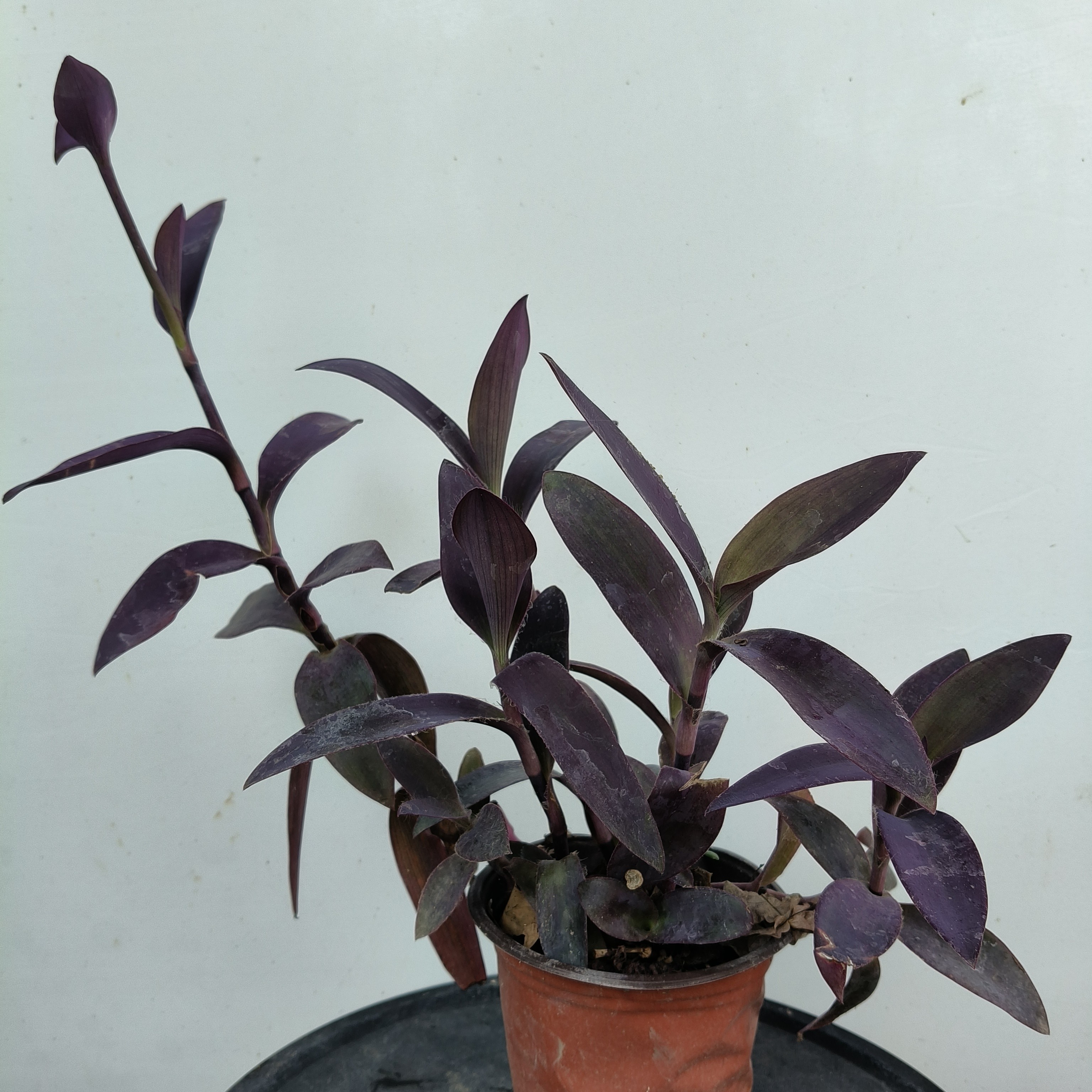 紫罗兰紫竹梅紫叶吊兰室内外创意盆栽绿植适合桌面阳台