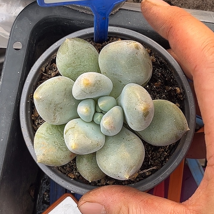 多肉植物胖体哥特104