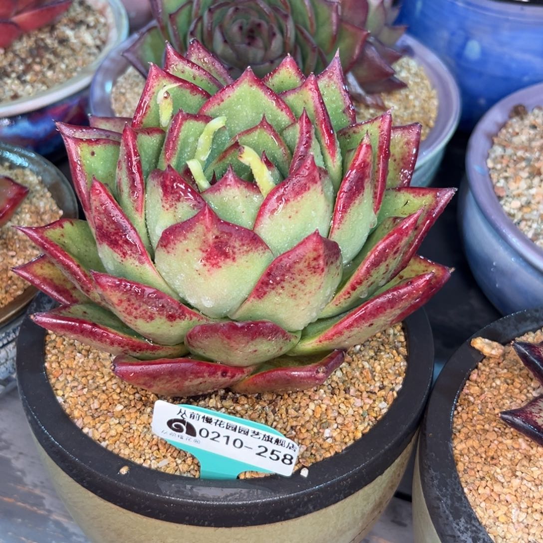 多肉一物一拍0210-258