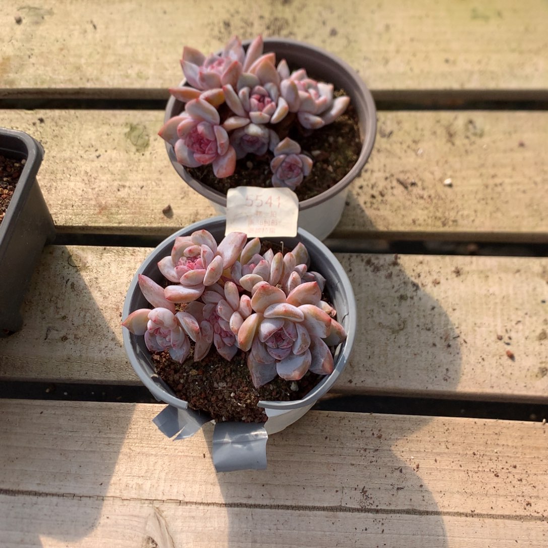 不***舍11厘米有砍粉溏心石榴籽小脸 两颗 5541