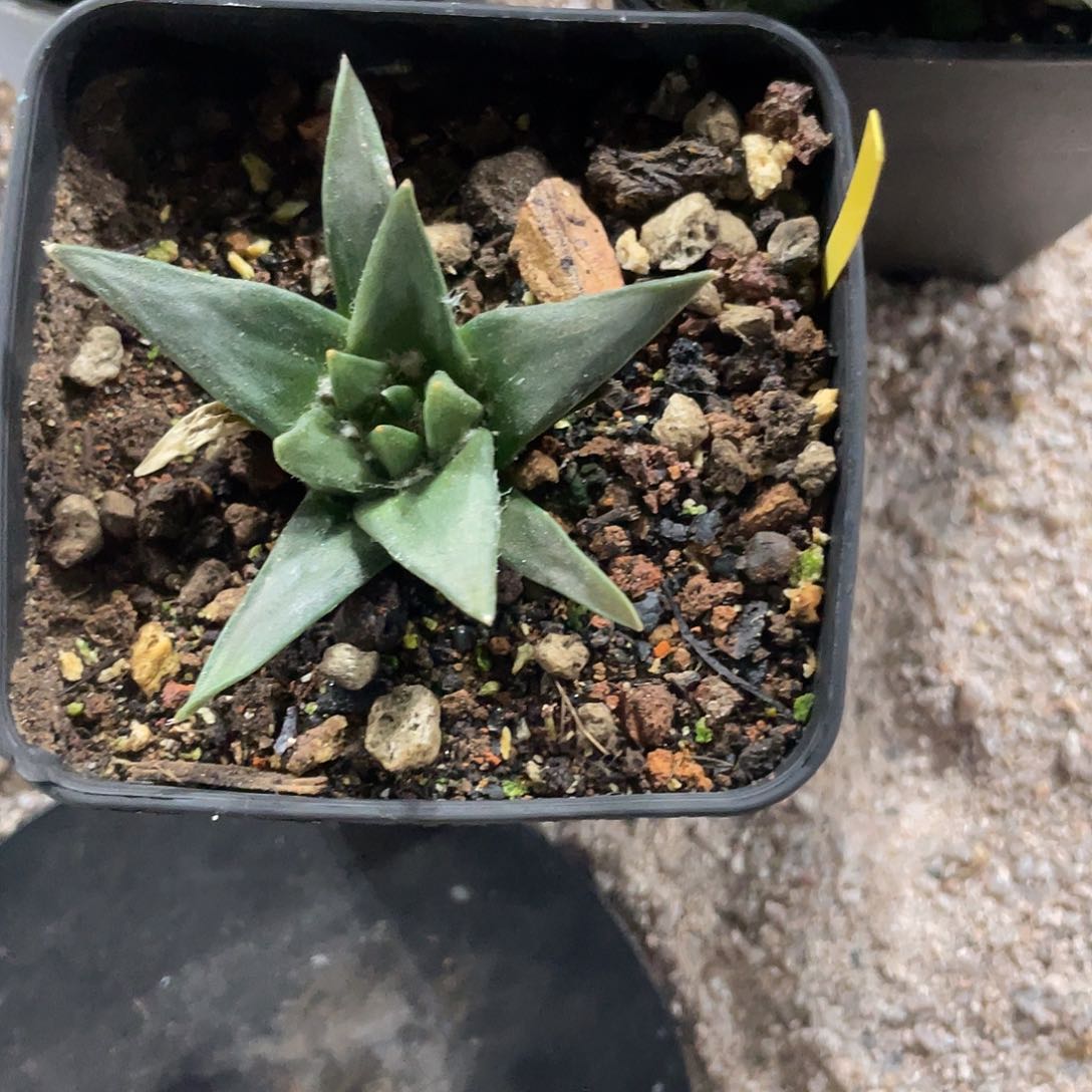 完全开放实生龙牙 6.6公分