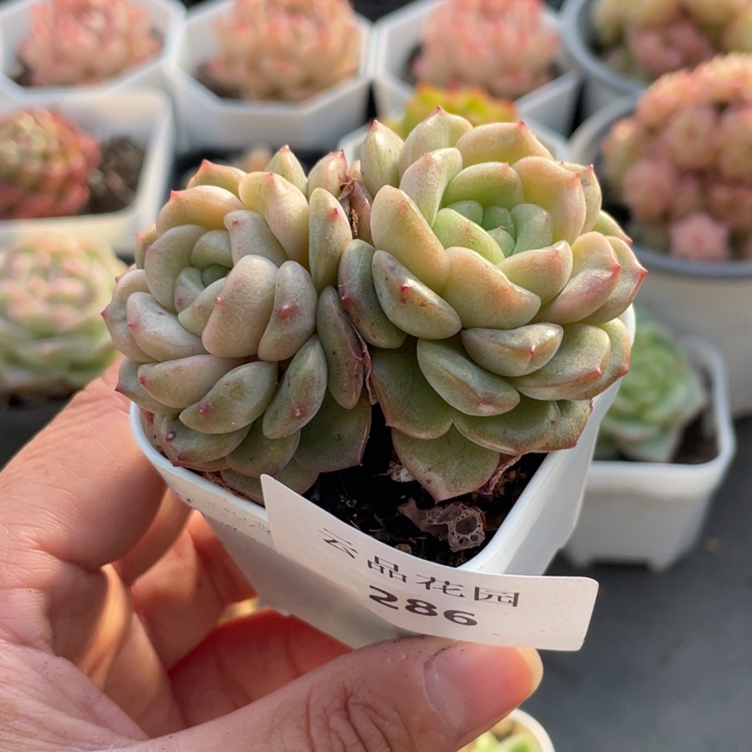 松***果286号糖心冰心珍妮