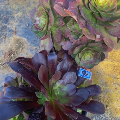 两个不包断多肉91多肉