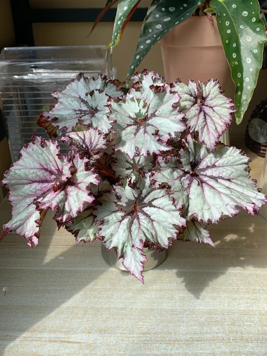 丁香秋海棠盆栽绿植室内装饰好养植物客厅办公室桌面花卉