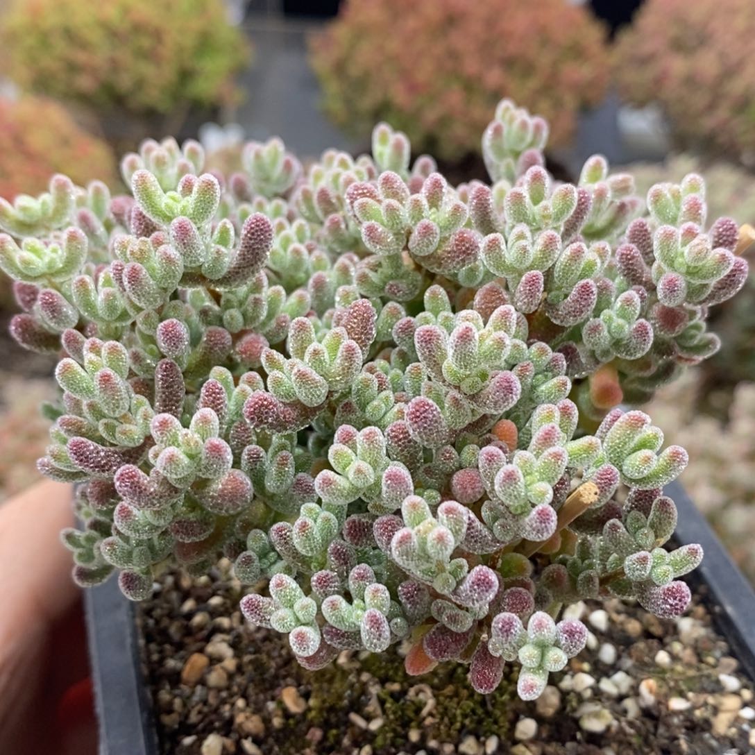 优选冰晶0480枝干番杏