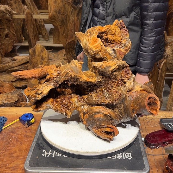 松木（琥珀木）悟*。