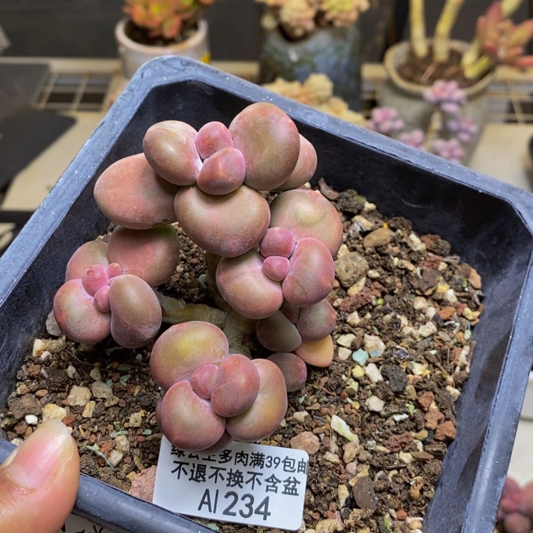 234芒果奶kk奶多肉7c m