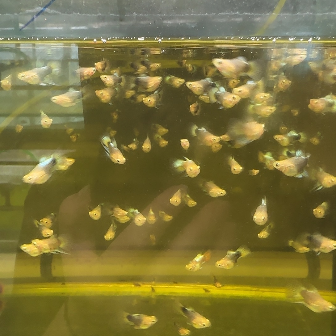 孔雀鱼圣诞球苗10条随机