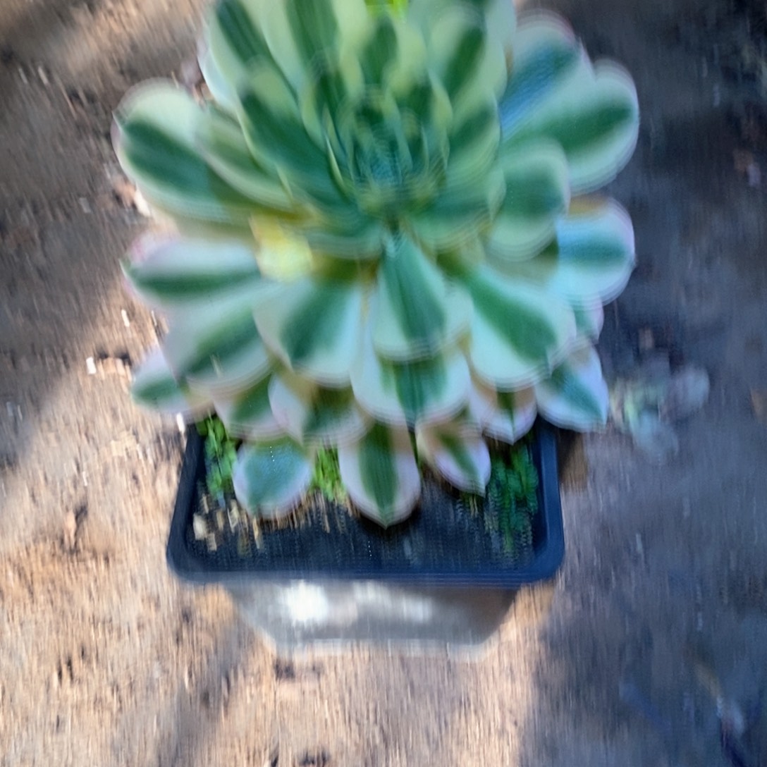 迈巴赫多肉植物927