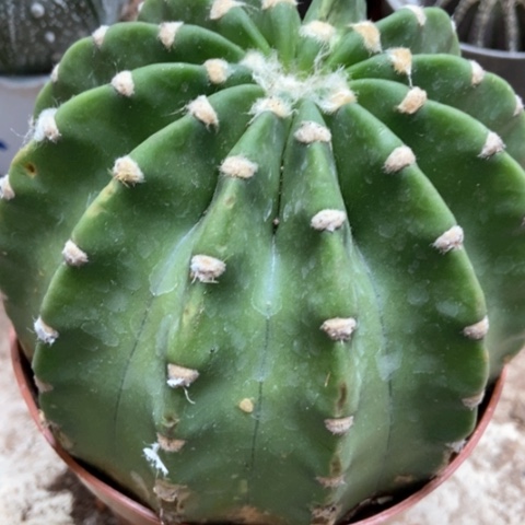 短毛丸仙人球15米仙人球