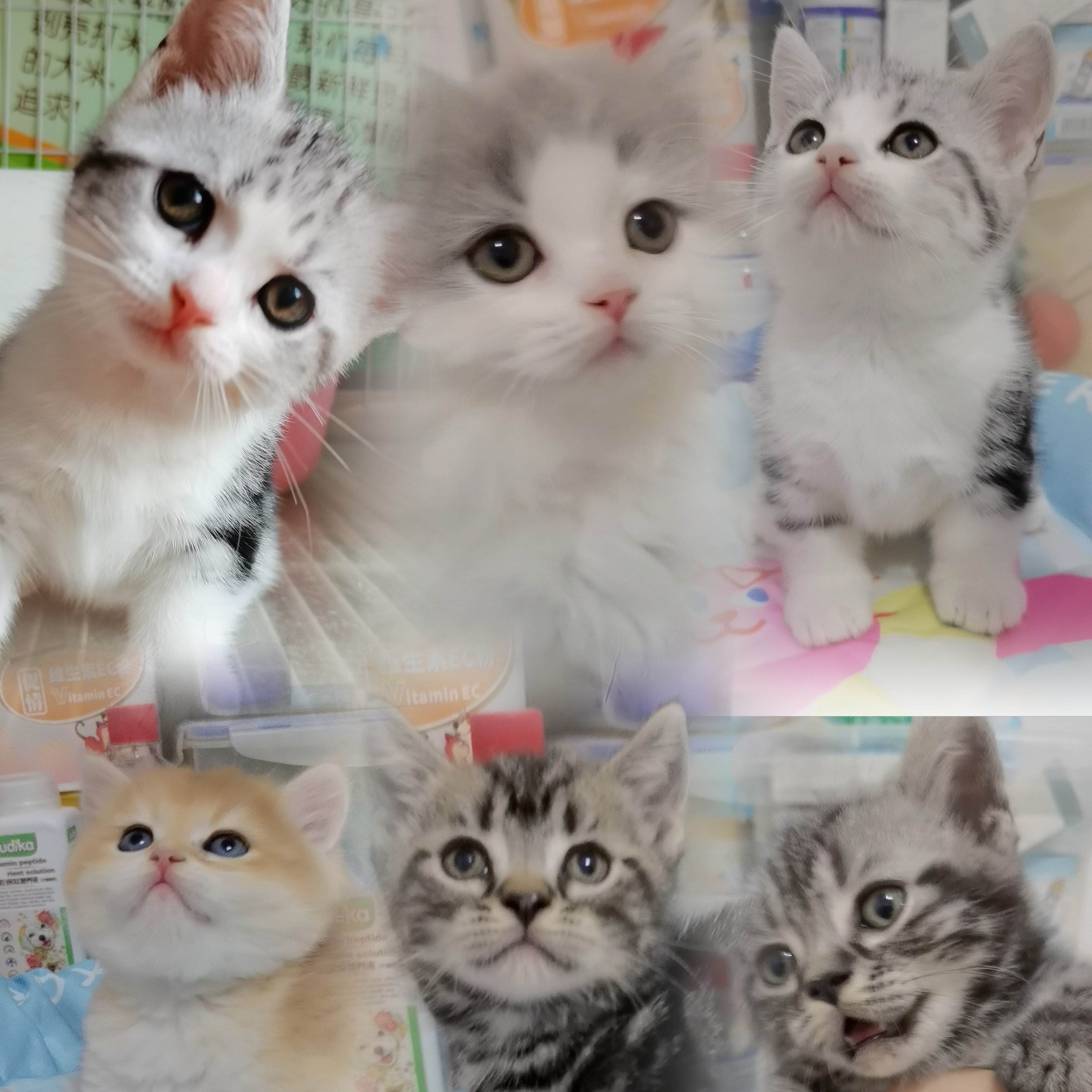 全品类包含美短金渐层蓝金缅因德文等宠物猫