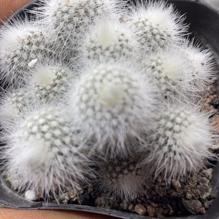 白小丁群一颗包邮