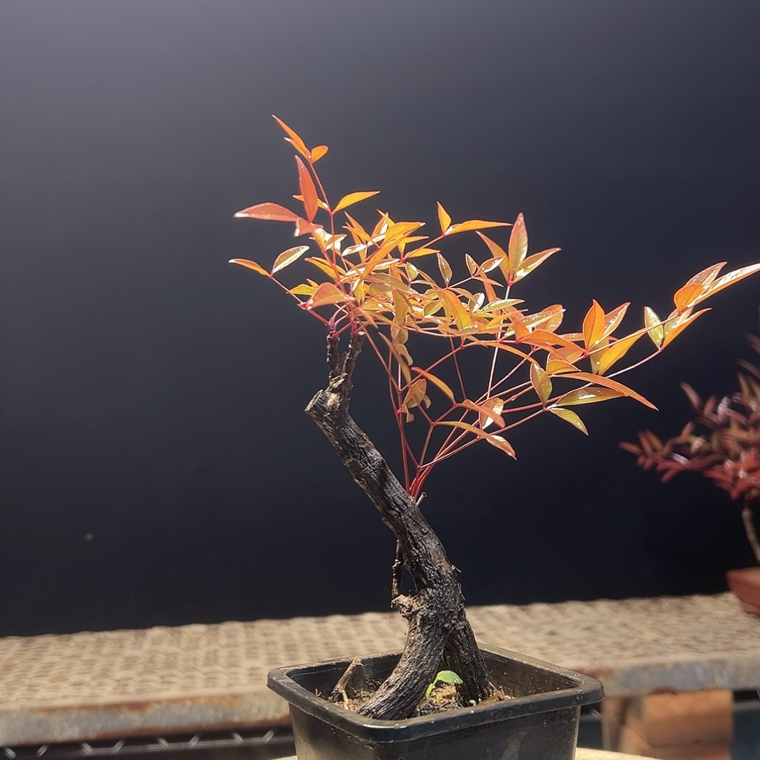 不开花植物000000002