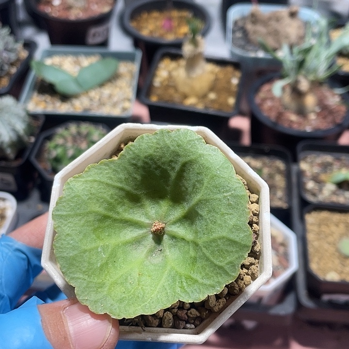 409小雨伞块根植物