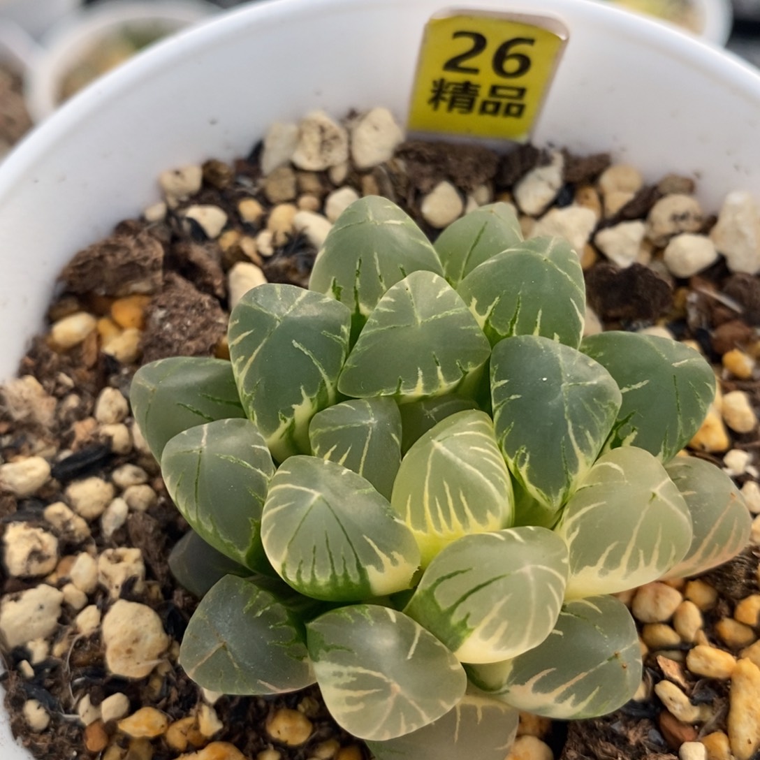 26老川十二卷多肉植物