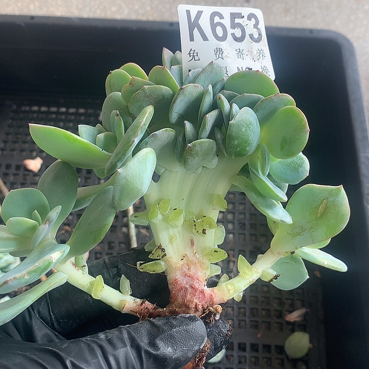 白凤缀化 璐璐多肉