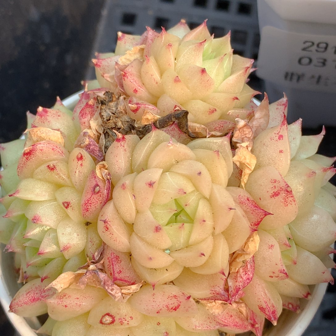 0313-130 麦杆优选