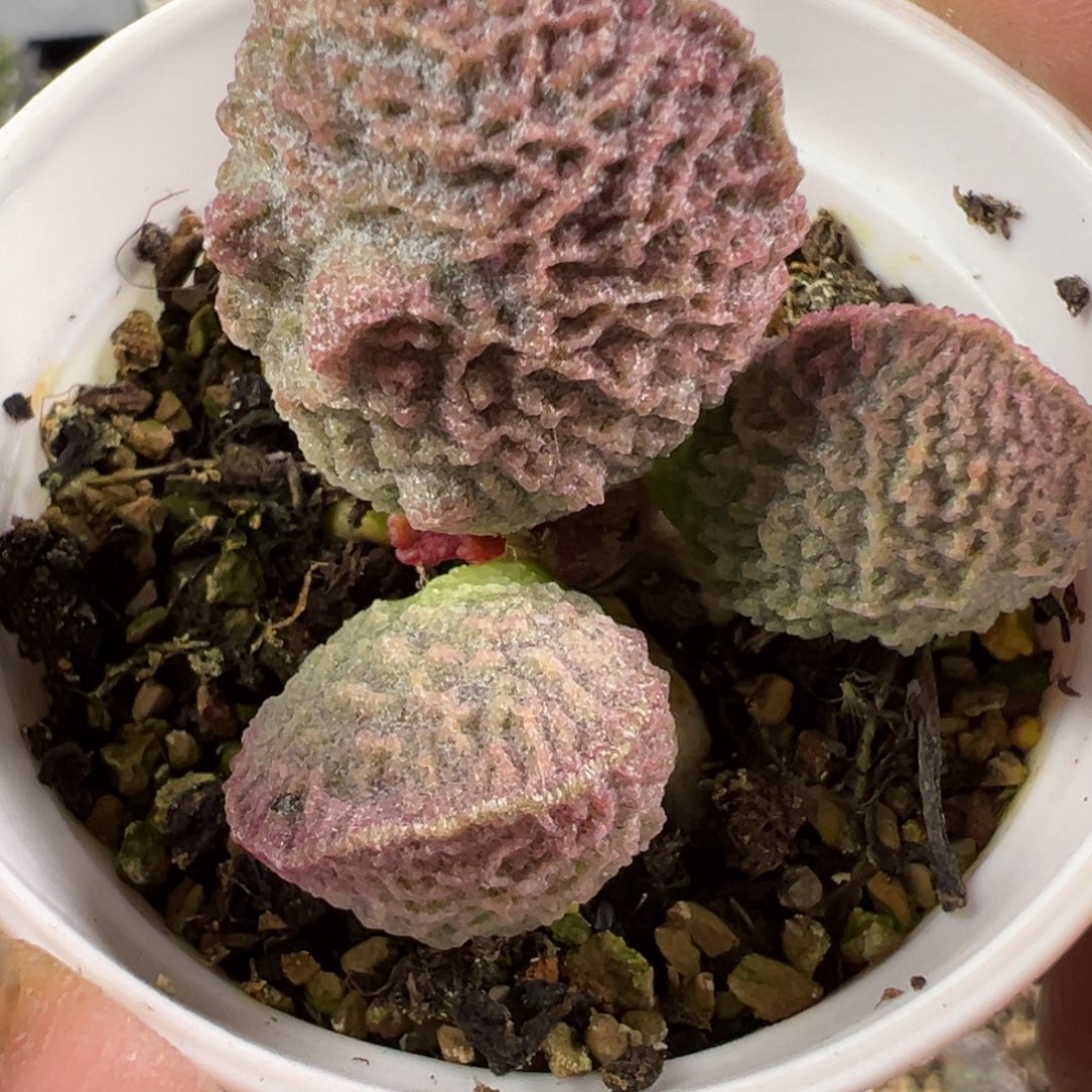 纹路款新品多肉植物水泡多肉植物