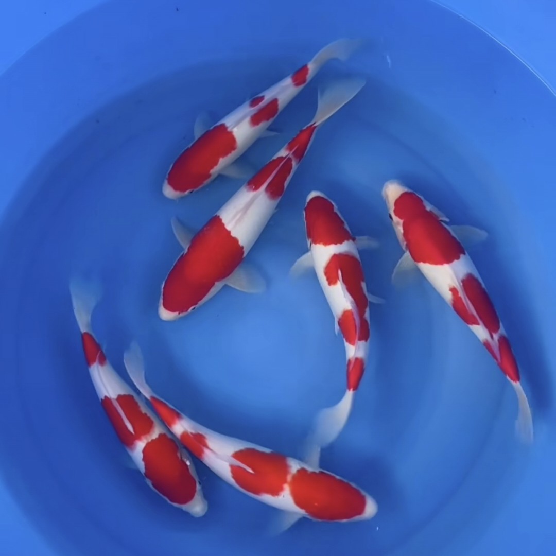 红白三色大正孔雀秋翠龙系昭和绯写芥子茶鲤浅黄冷水鱼好养耐活