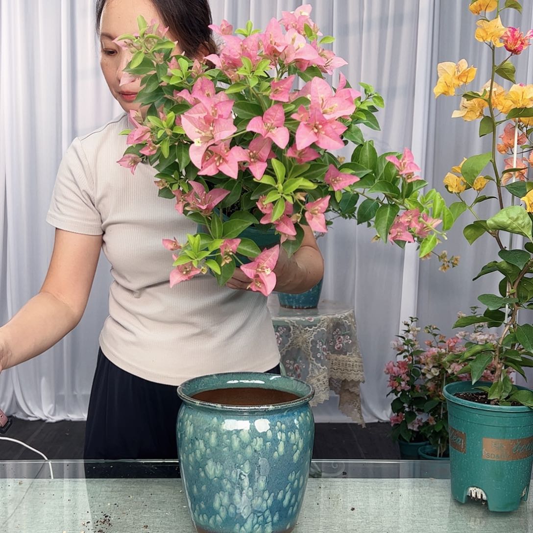 大部分开放少量花苞卡亚塔中一颗