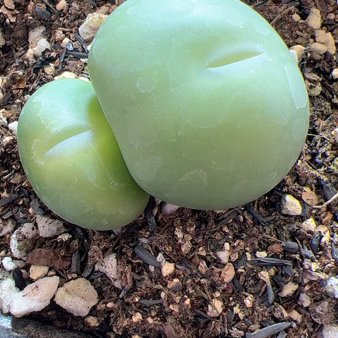 【闪购商品】27 嘟嘴大G