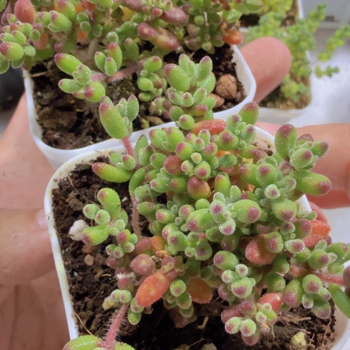 红宝石枝干福利一颗