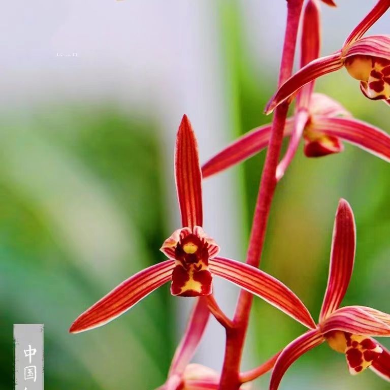 墨兰中国红正品兰花浓香型花卉复色花一杆多花