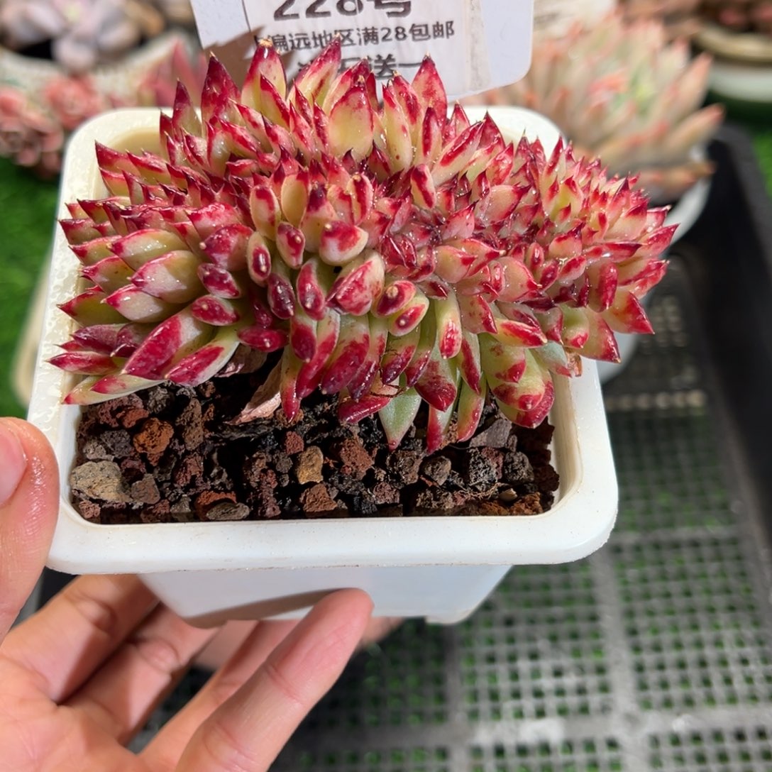 表妹精品多肉植物228.