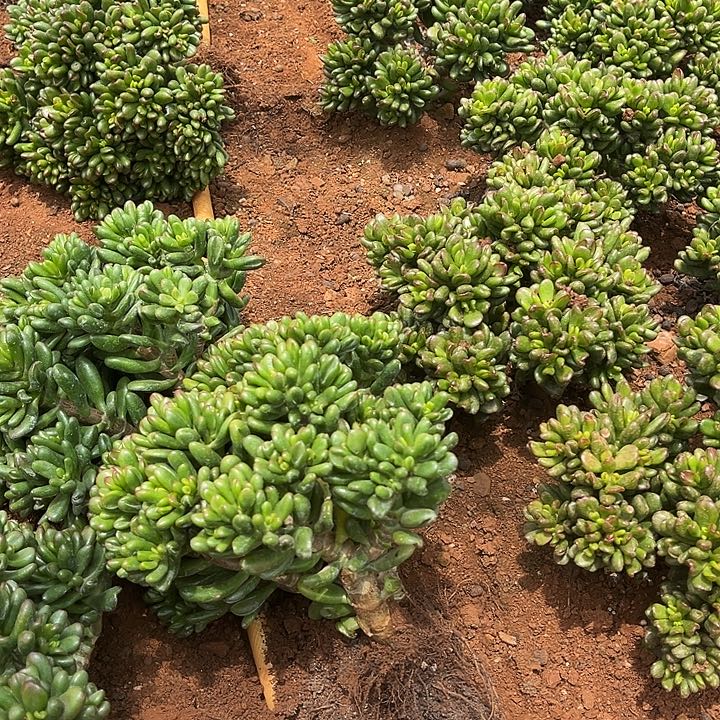招财猫10.88多肉植物精品