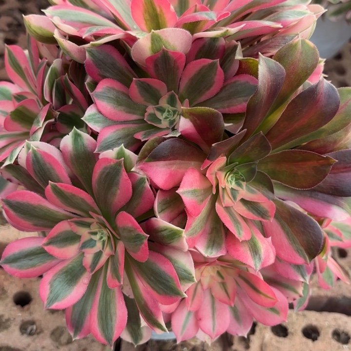 粉仙多肉法师不包损7