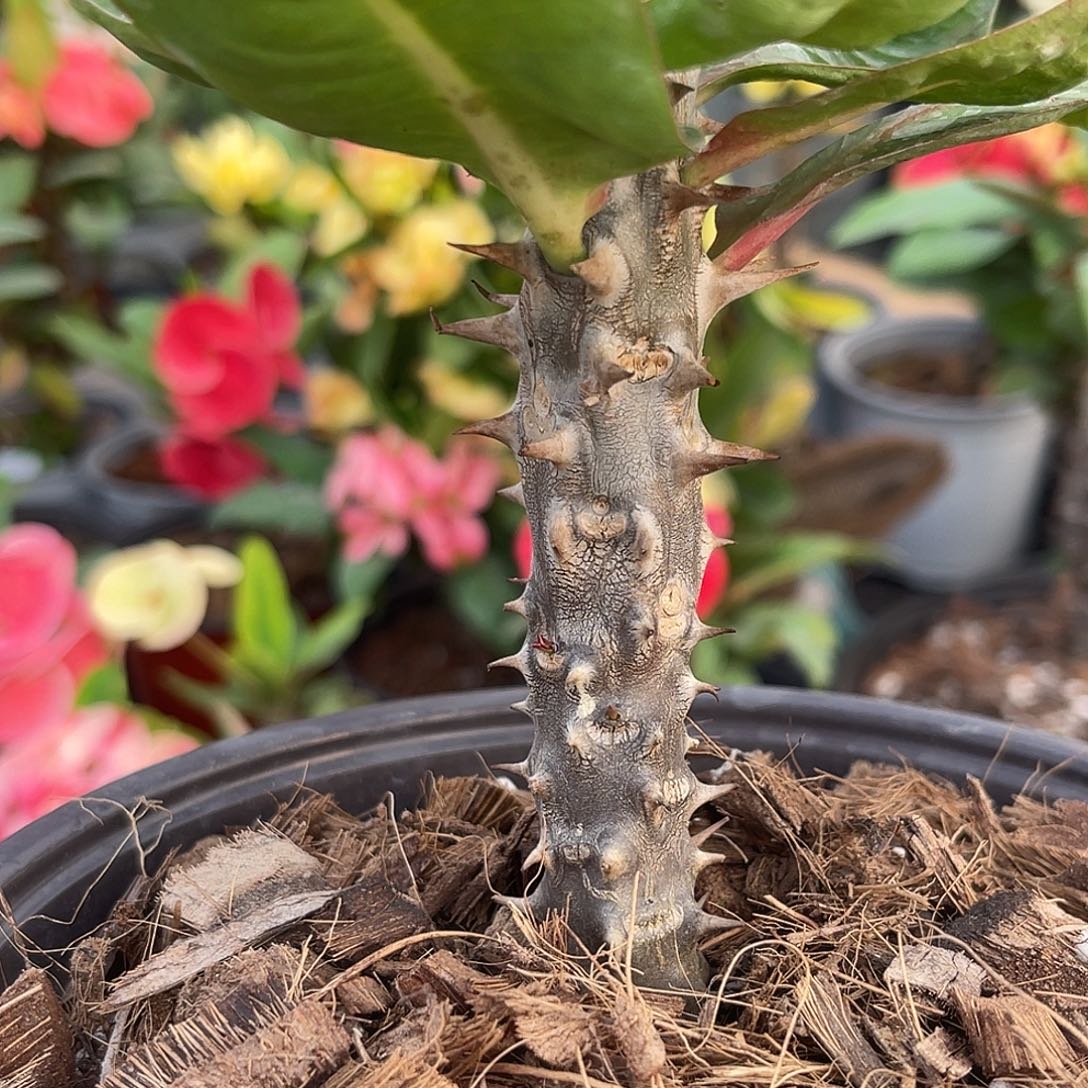 咖***啡虎刺梅带根-七彩钻石88（3号）