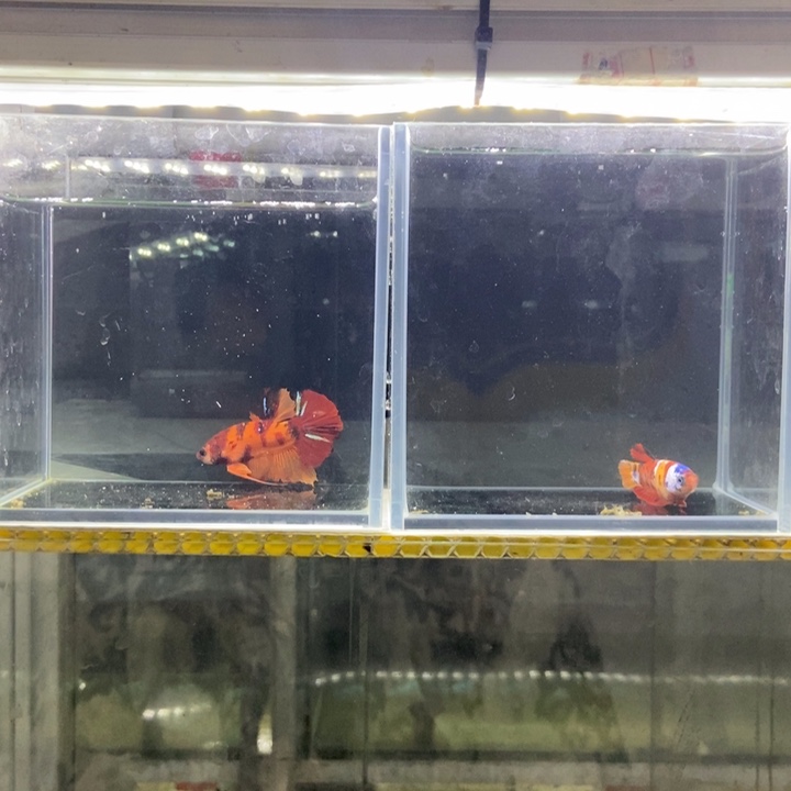 斗鱼包活不包损所见即所得279