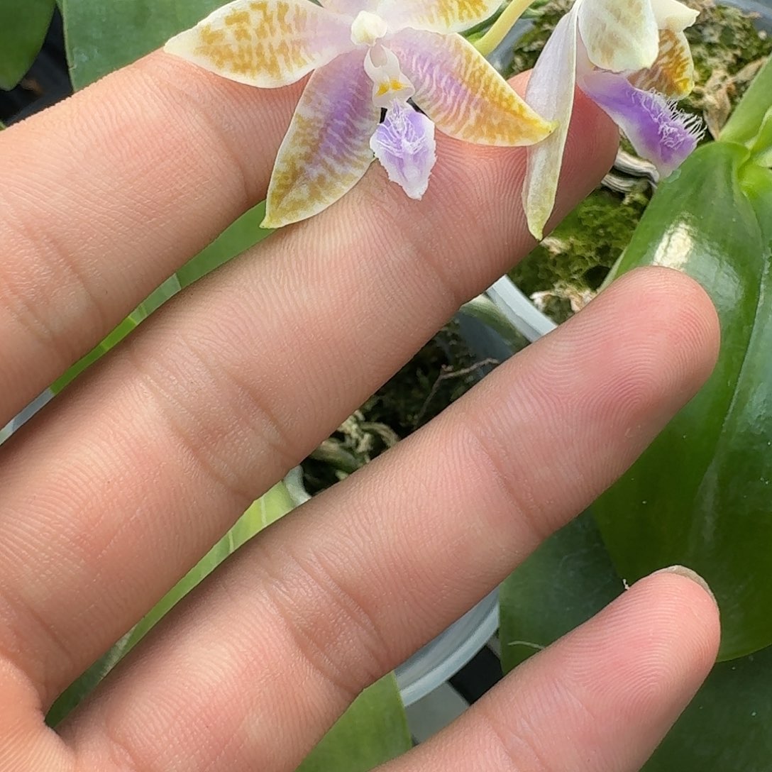 当前无花栽培后可以开花l038 瑕疵三寸ys1162