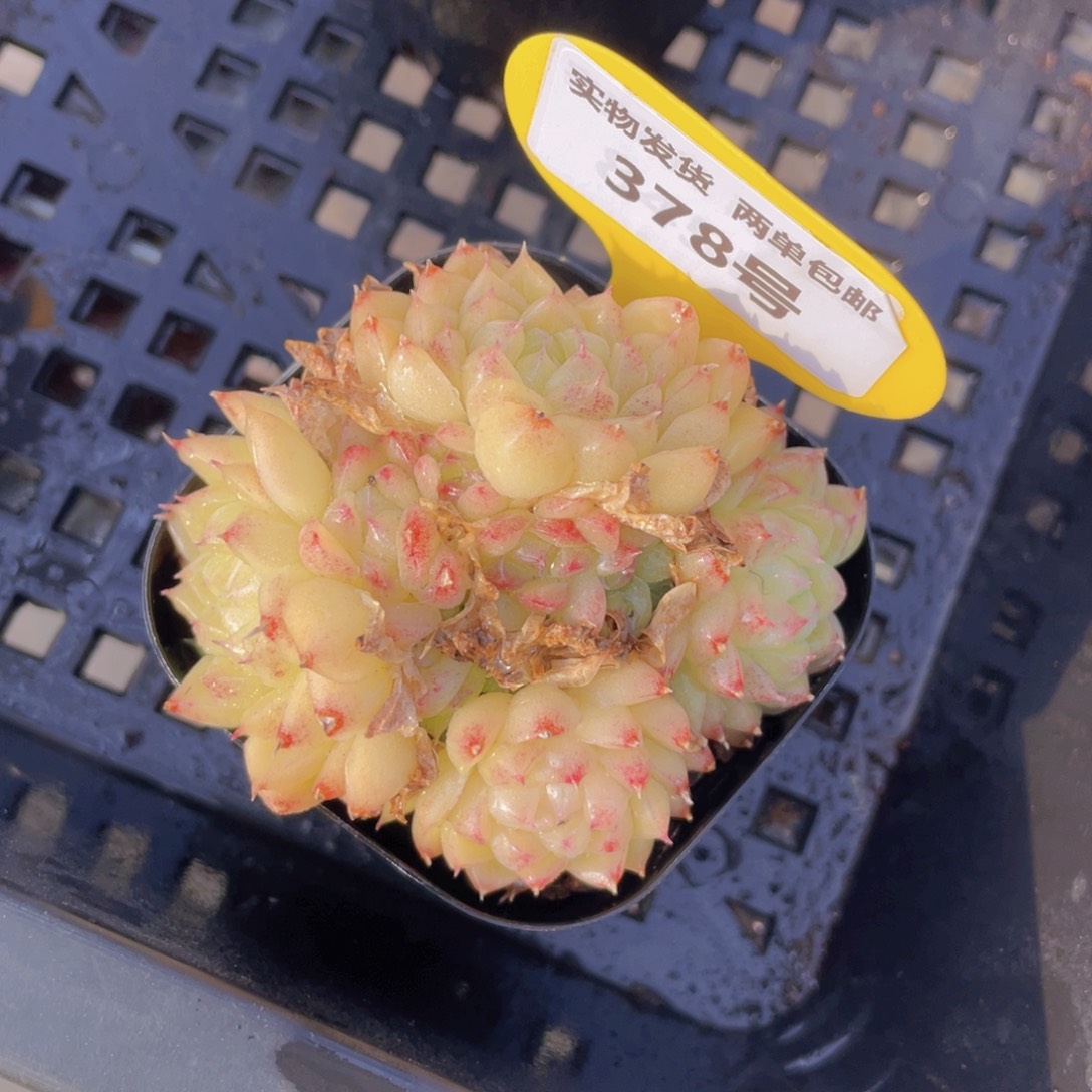 378号麦秆群生一个不包整