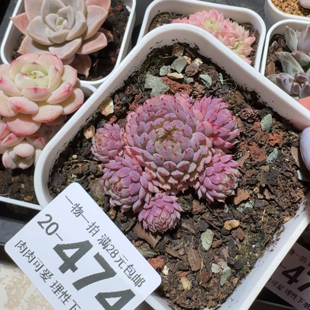 小红衣无盆土发货呀