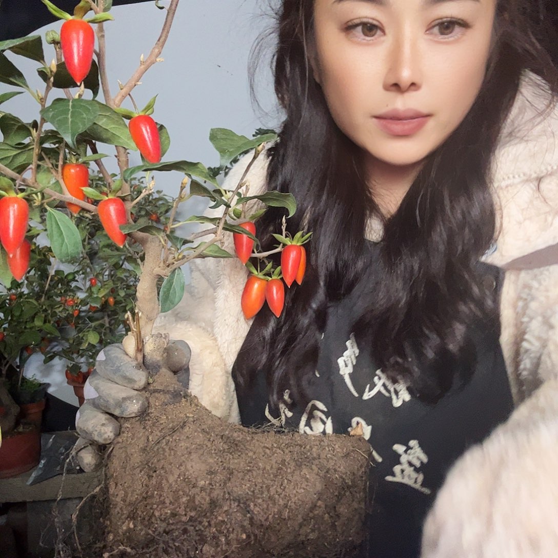 半***店无花朵老鸦柿一物一拍