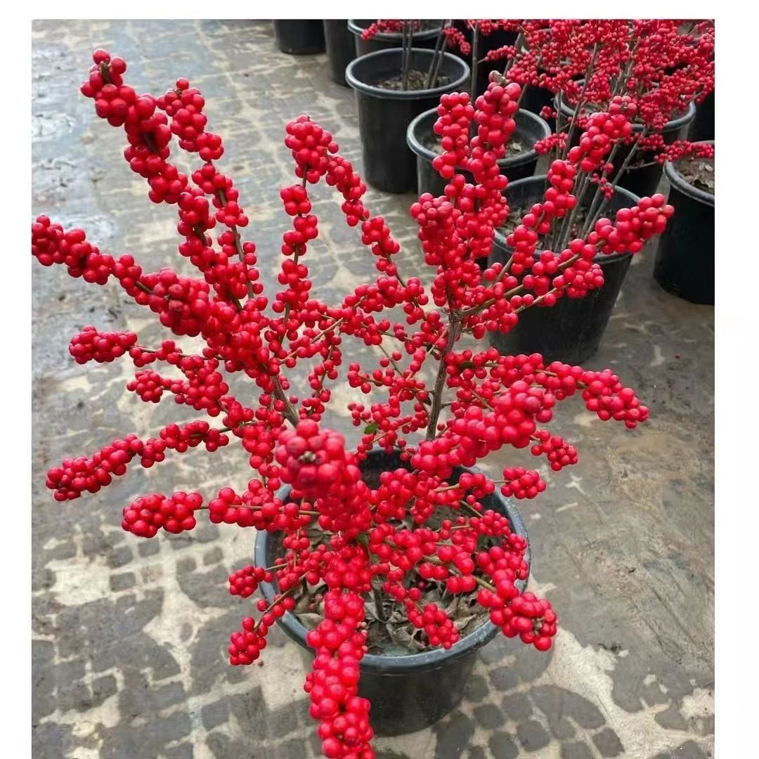 加大加高北美冬青带红果花卉绿植盆栽适合庭院阳台桌面