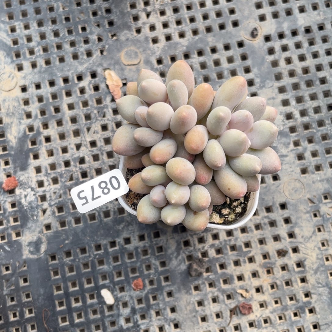 溜溜球奶酪多肉植物