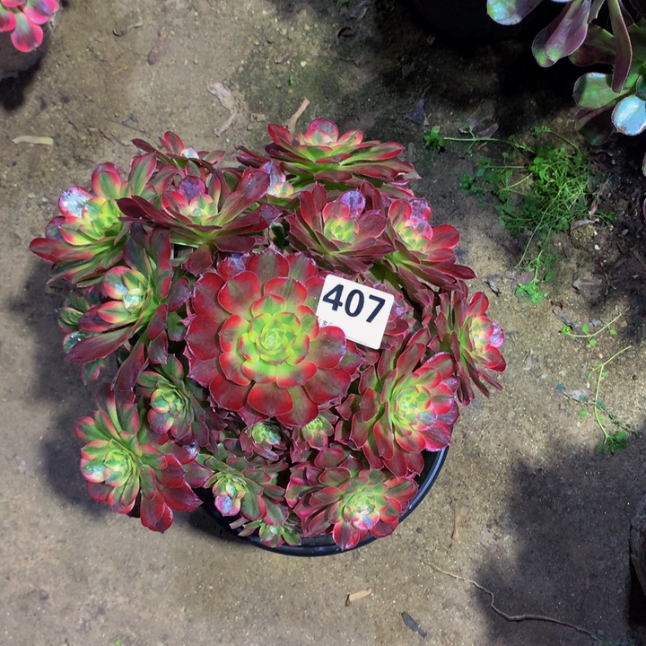 《***》无花朵安娜407000000