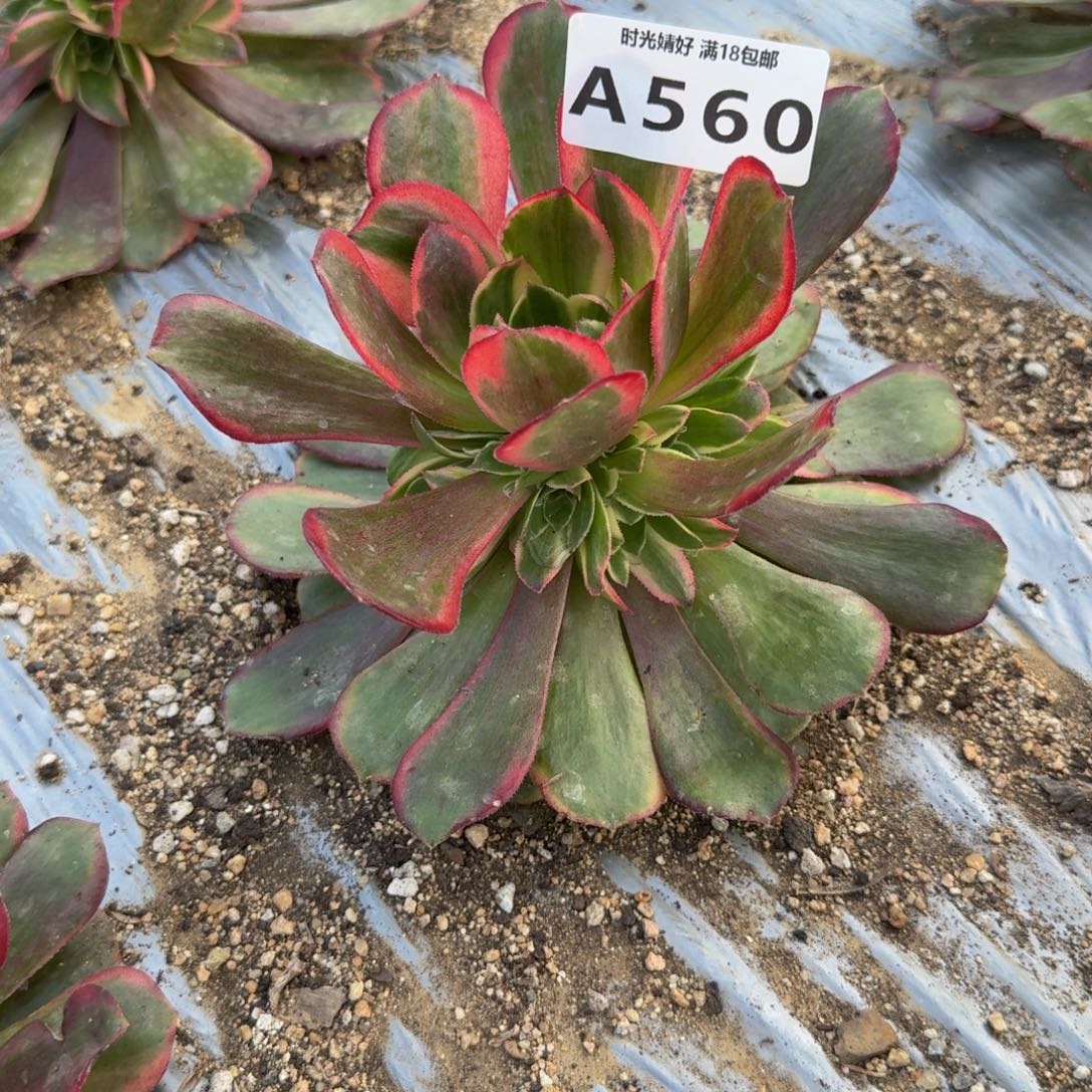 560克拉恋人 多肉植物