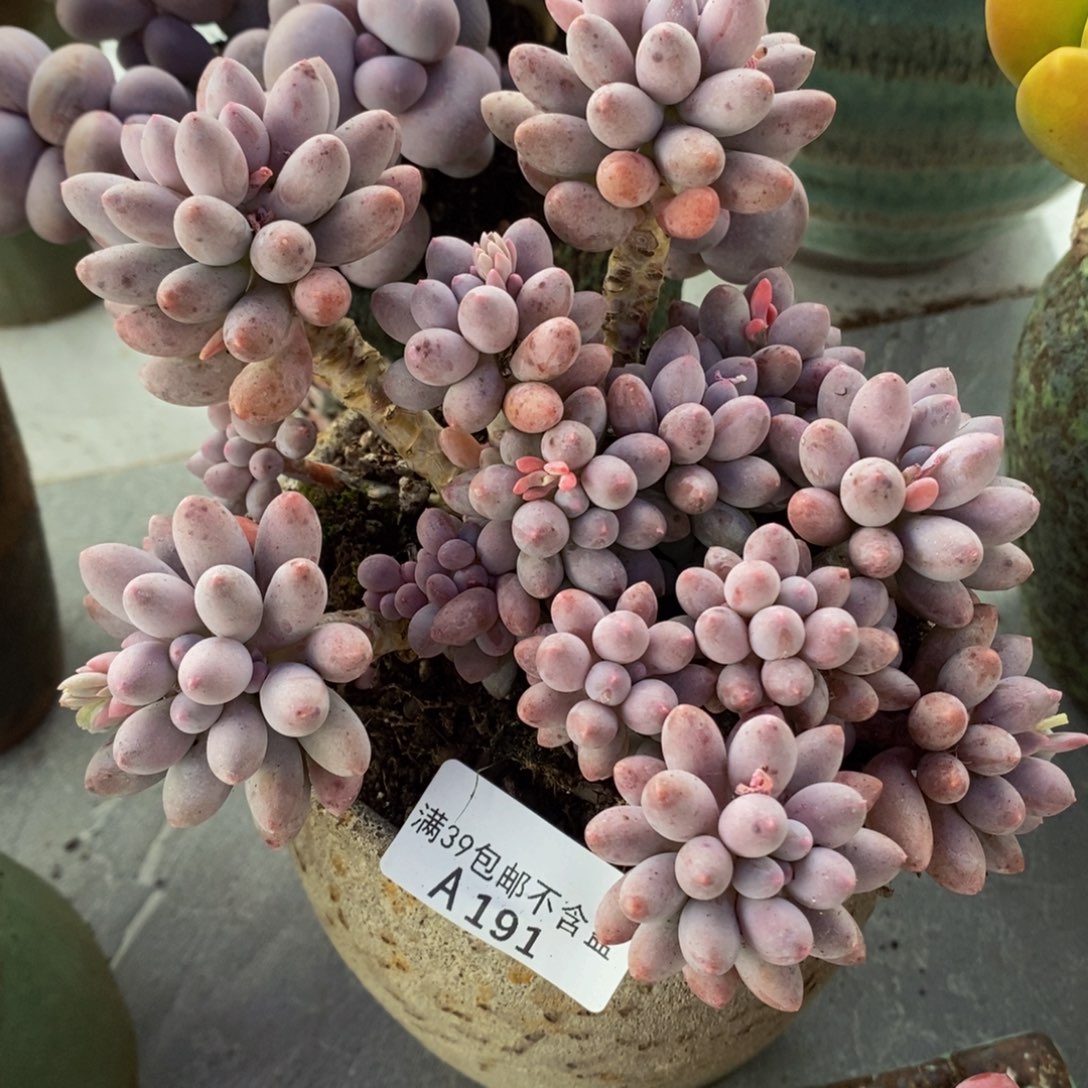 婴儿手指老桩12cm191多肉植物