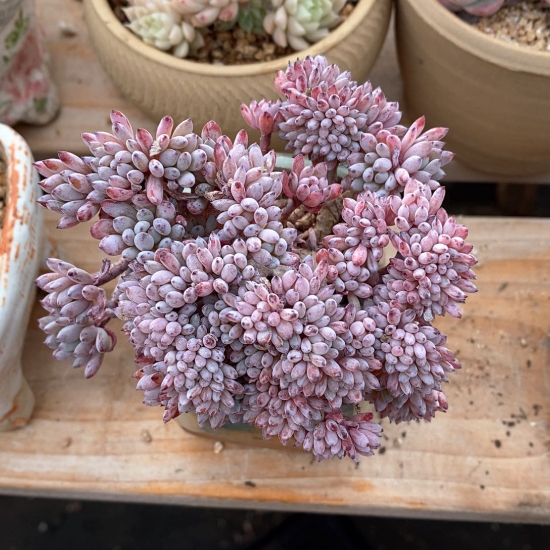 精品多肉一物一拍13