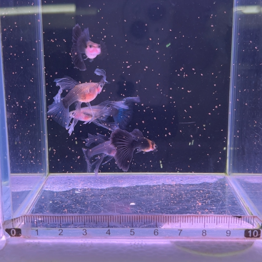 孔雀鱼蓝礼服玻璃猫绣球3母2公