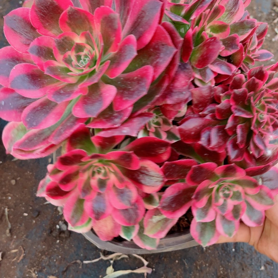 多肉植物878女郎