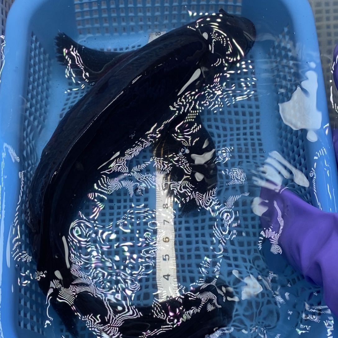 锦鲤冷水锦鲤包邮