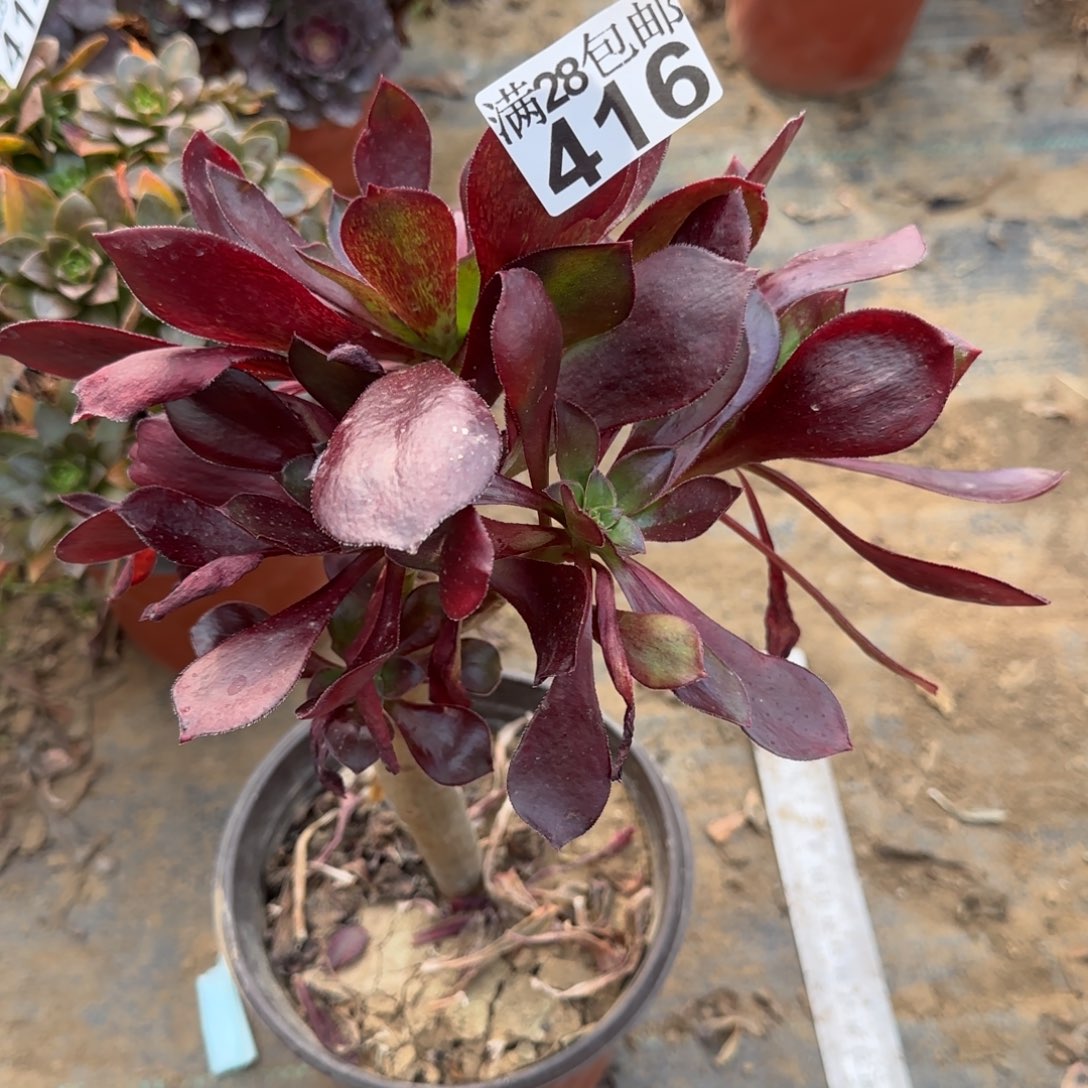 冰武士多肉416满28包邮断枝不包瑕疵